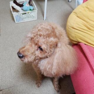 里親募集トイプードル5才6ヶ月