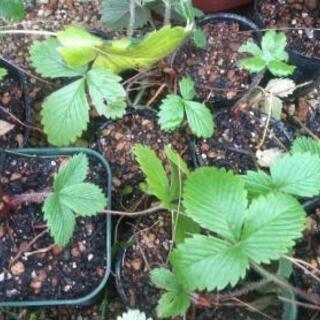イチゴ苗の画像