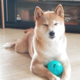 譲ります。柴犬の女の子、3歳です。