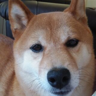 譲ります。柴犬の女の子、3歳です。 - 札幌市