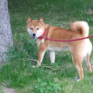 譲ります。柴犬の女の子、3歳です。 − 北海道