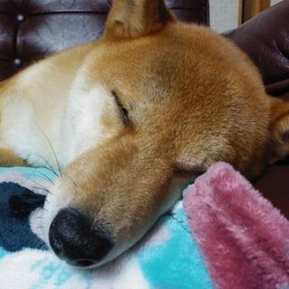 譲ります。柴犬の女の子、3歳です。 - 里親募集