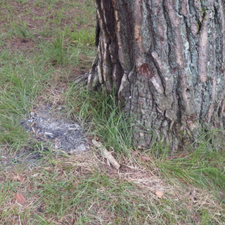 芥子坊主農村公園キャンプ場 整備・清掃活動 - メンバー募集