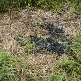 芥子坊主農村公園キャンプ場 整備・清掃活動 − 長野県