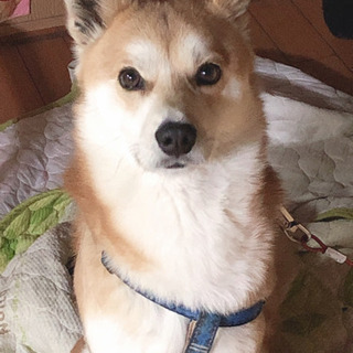 里親募集