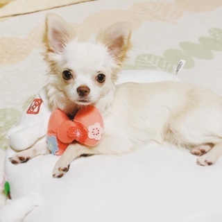 犬友達募集☆