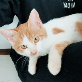 4ヶ月くらいの子猫 ♀