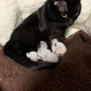 生まれたばかりの子猫３匹