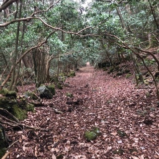 鹿児島から富士山を登りたい人のための情報基地 − 鹿児島県