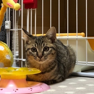 控えめなキジ猫メス(1/19  譲渡会  )