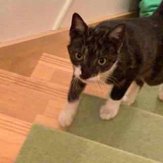 人懐っこすぎる仔猫の家族になってくださいませんか❤︎
