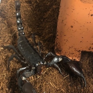 生き物好きの方と友達になりたい！