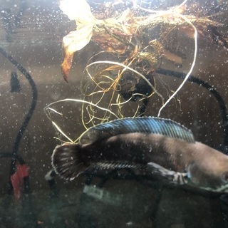 生き物好きの方と友達になりたい！ - 船橋市