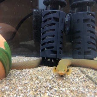 生き物好きの方と友達になりたい！ - チャット