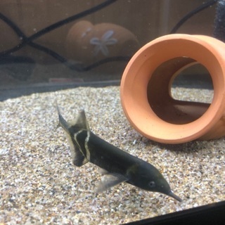生き物好きの方と友達になりたい！ − 千葉県