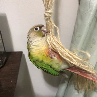 情報お願いします(インコを探しています)