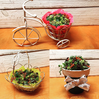 多肉植物　寄せ植えワークショップ