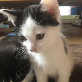 生後2カ月ぐらいの子猫もらって下さい