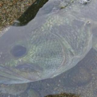 バス釣り仲間募集してます。