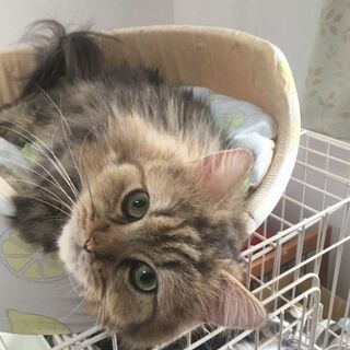 チンチラ・大人しくやさしい♪長毛の猫♪