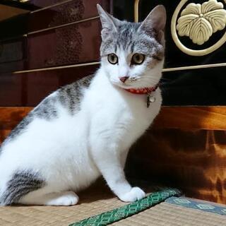 《里親様 決まりました。ありがとうございました》人懐こいサバ白 ...