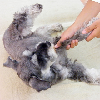 愛犬と飼い主のためのハッピーシニアライフの実現　～ナチュラルドッグアロマケアでできること～の画像