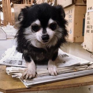 里親募集中