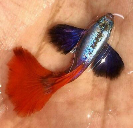 国産　稚魚　ダンボ　レッドタイル　グッピー　＃熱帯魚