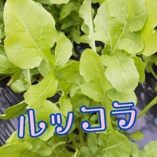 ルッコラ【よねベジ】
