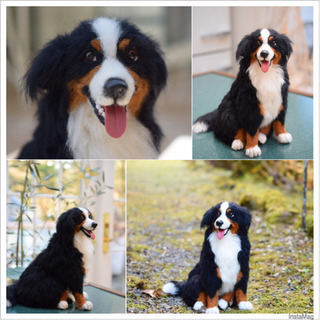 羊毛フェルト教室 (Atelier  Le  Ciel)長野県軽井沢町   リアルな愛犬＊愛猫を作りませんか❓の画像