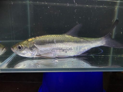 アトランティックターポン　22センチ前後　ターポン