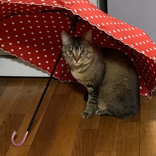 1歳2ヶ月の猫、オスです！