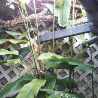 一旦受付終了!😅ヘリコニア苗あげます🌱の画像