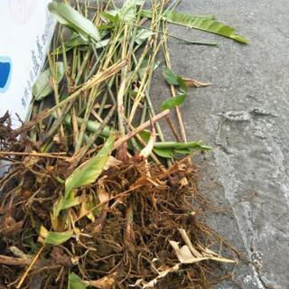 一旦受付終了!😅ヘリコニア苗あげます🌱の画像