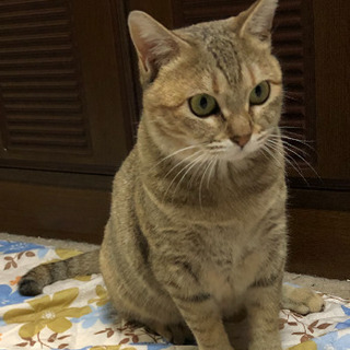 手足の短いマンチカンタイプ猫、1歳くらいシマ柄