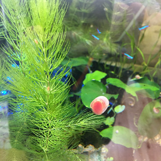 櫻花 ピンクラムズホーンの画像