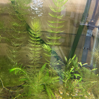 櫻花 ピンクラムズホーンの画像