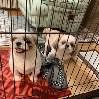 犬好き、食べ歩き好き、マイル修行僧などなど