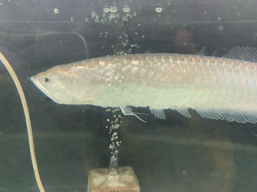 ブラック アロワナ