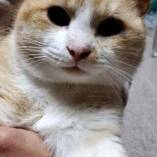 野良猫ちゃん