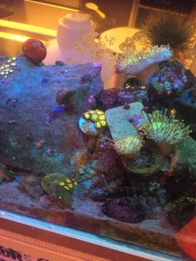 海水魚・サンゴ複数！