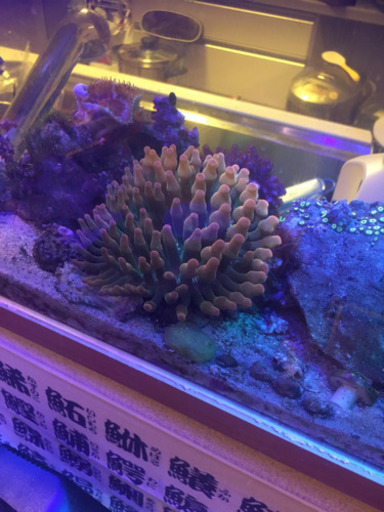 海水魚・サンゴ複数！
