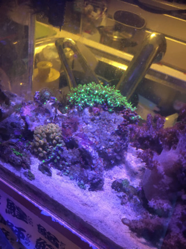 海水魚・サンゴ複数！