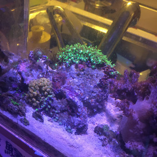 海水魚・サンゴ複数！ 海水魚・サンゴ複数！