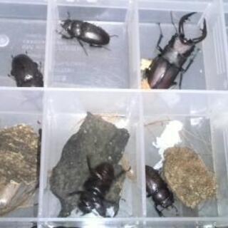 東京23区採集本土ノコ幼虫