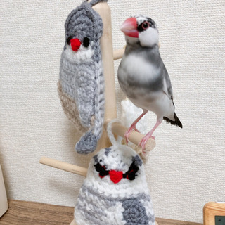 文鳥(○•ө•○)飼っている人😳❣️