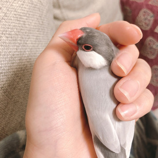 文鳥(○•ө•○)飼っている人😳❣️ - 友達