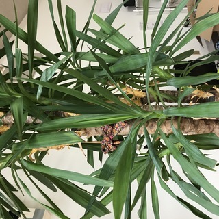 値下げしました！特大2ｍユッカ　元気な観葉植物です。取りに来てくださる方限定の画像