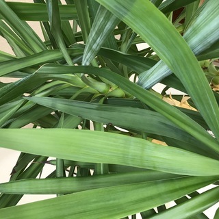 値下げしました！特大2ｍユッカ　元気な観葉植物です。取りに来てくださる方限定の画像