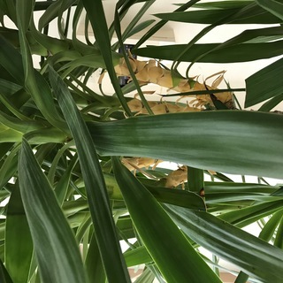値下げしました！特大2ｍユッカ　元気な観葉植物です。取りに来てくださる方限定の画像